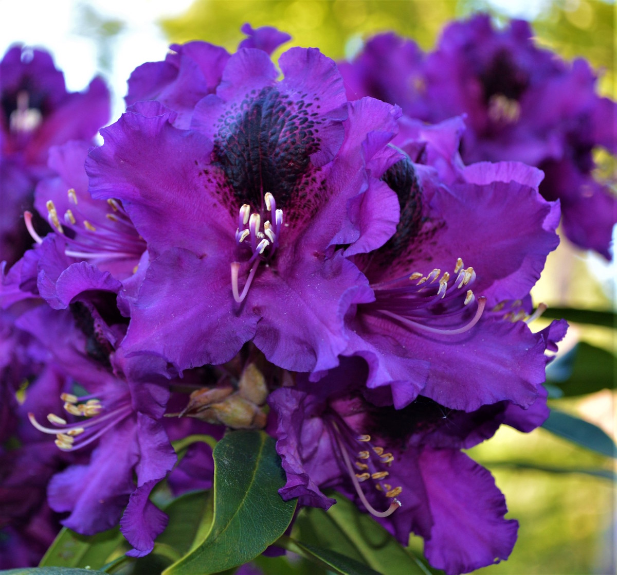 Purple Splendour